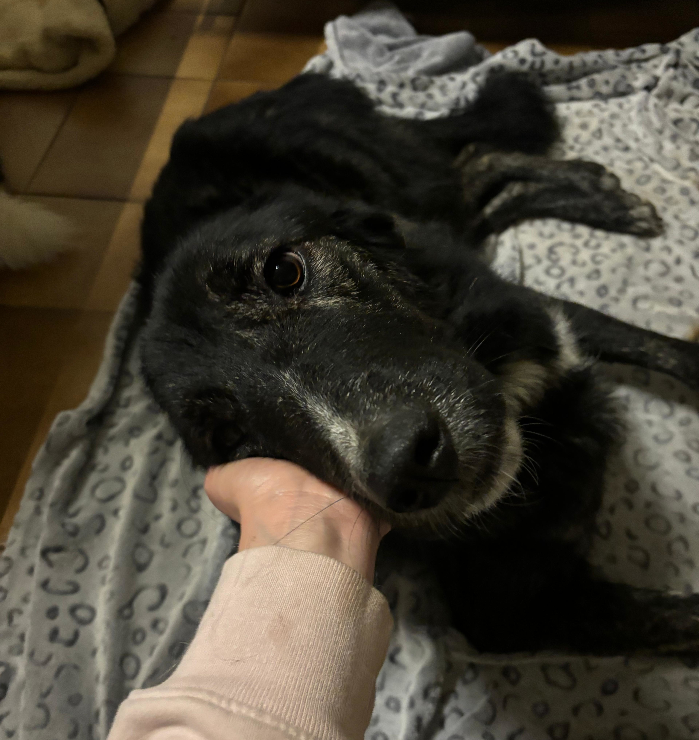 Tiger Zorro Dogsavior Dez25 5