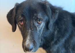 Tiger Zorro Dogsavior Dez25 Beitragsbild