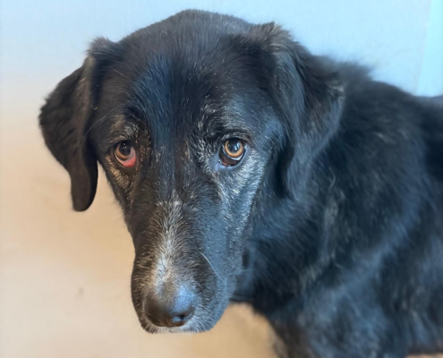 Tiger Zorro Dogsavior Dez25 Beitragsbild