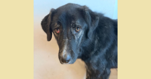 Tiger Zorro Dogsavior Dez25 Social Media