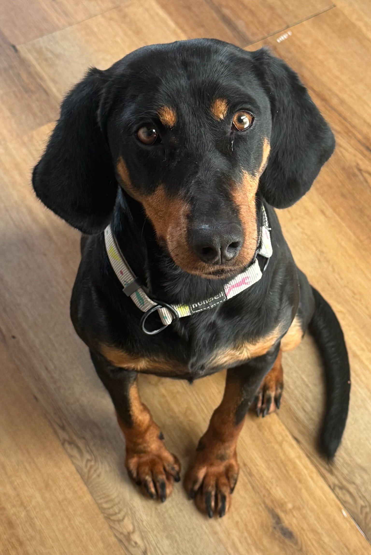 Zara Zorro Dogsavior Jan26 1