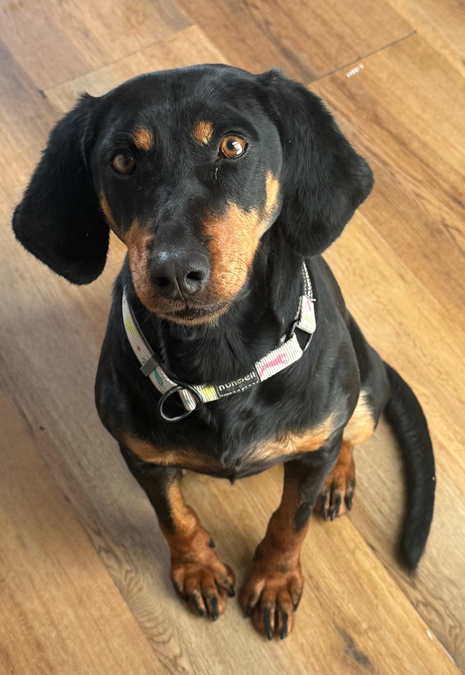 Zara Zorro Dogsavior Jan26 2