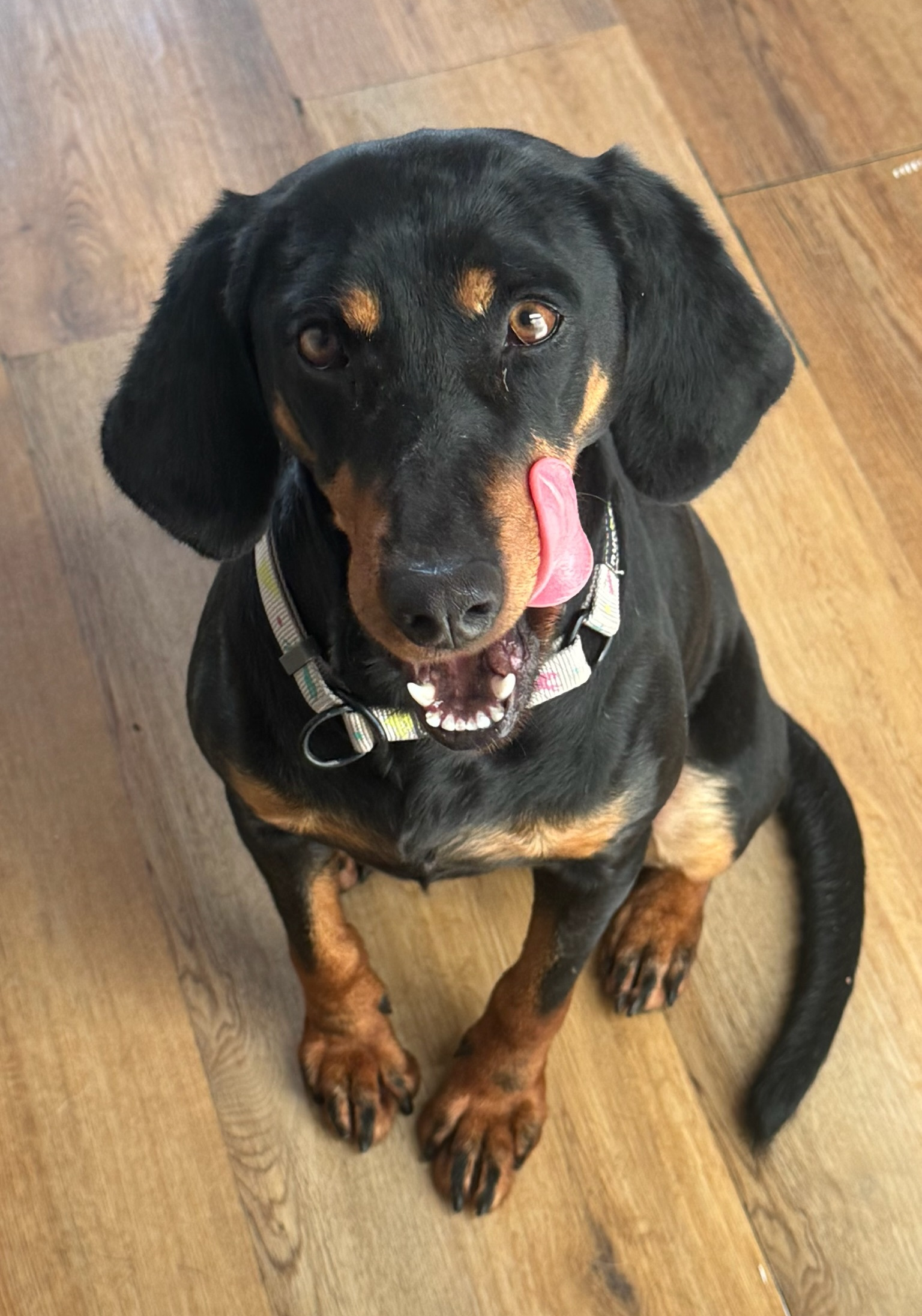 Zara Zorro Dogsavior Jan26 3