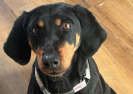 Zara Zorro Dogsavior Jan26 Beitragsbild