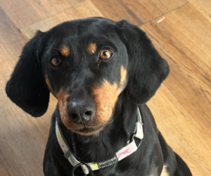 Zara Zorro Dogsavior Jan26 Beitragsbild