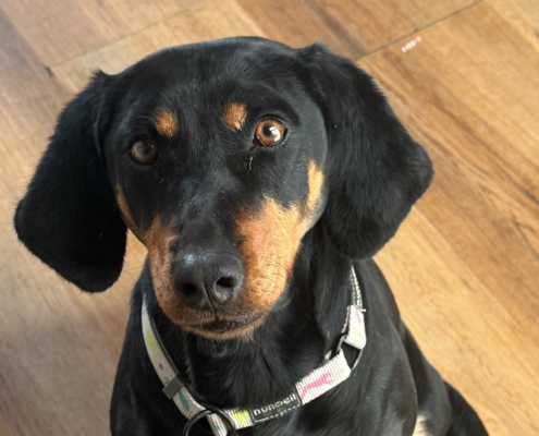 Zara Zorro Dogsavior Jan26 Beitragsbild