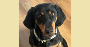 Zara Zorro Dogsavior Jan26 Social Media