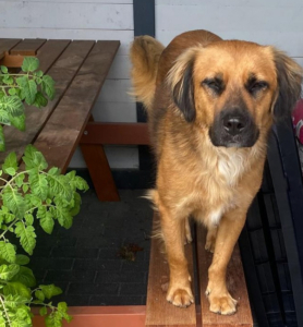 Billy Gluecksgeschichte Dez25 3