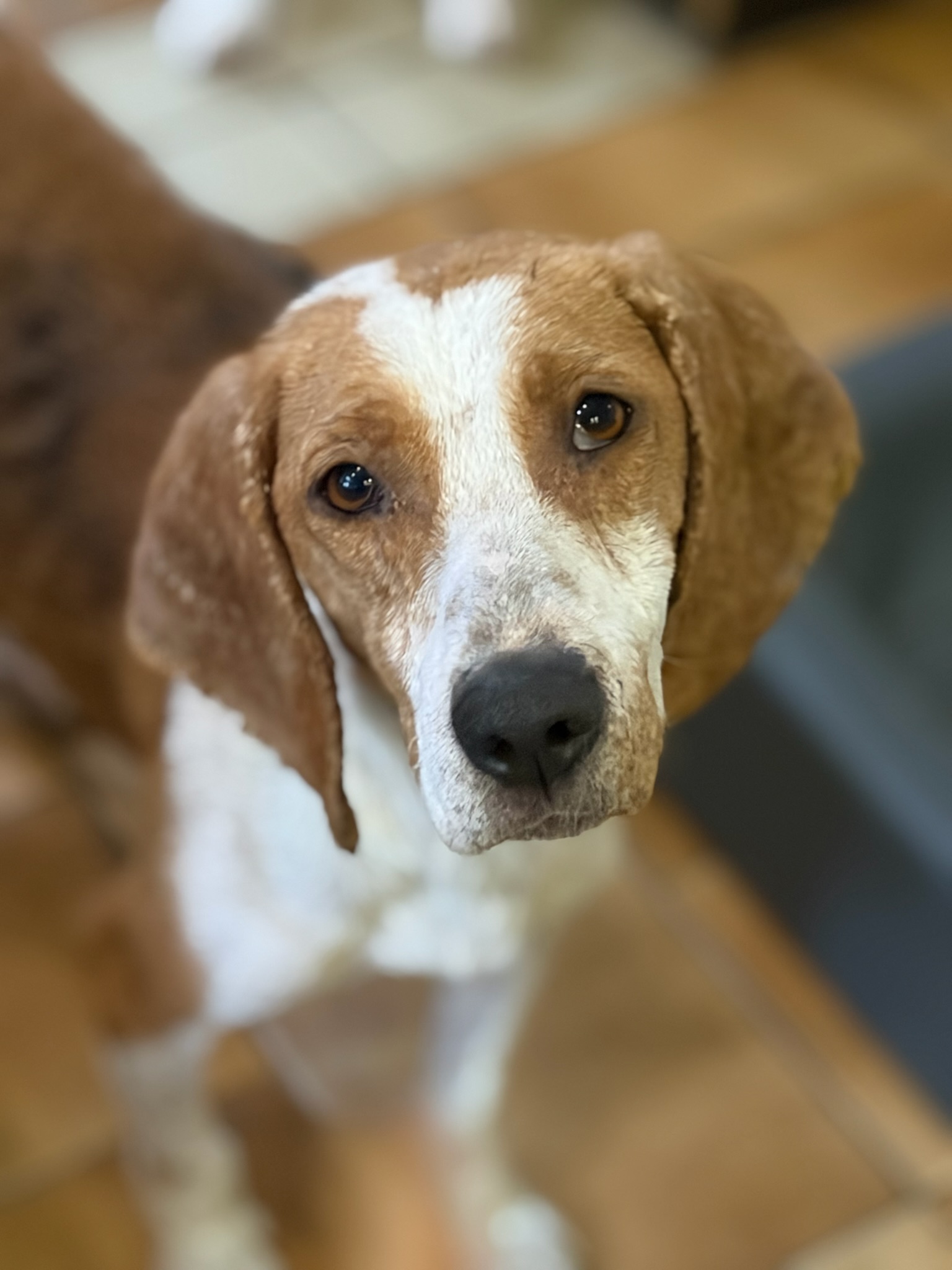 Dalia Zorro Dogsavior Dez25 1