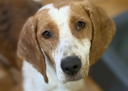 Dalia Zorro Dogsavior Dez25 Beitragsbild