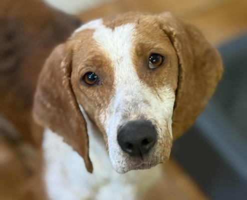 Dalia Zorro Dogsavior Dez25 Beitragsbild