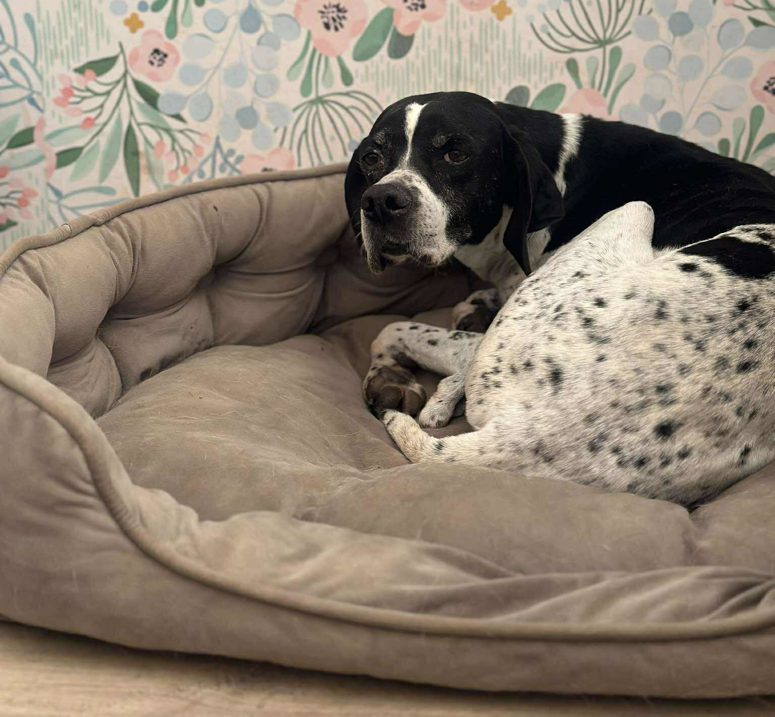 Evita Zorro Dogsavior Okt25 4