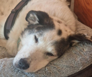 Hercules Gluecksgeschichte Dez 2025 HP