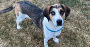 Kallisto Gluecksgeschichte Beitragsbild Dez25