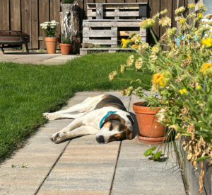 Kallisto Gluecksgeschichte Dez25