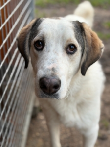 Leopold Zorro Dogsavior Dez25 1