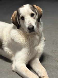 Leopold Zorro Dogsavior Dez25 2