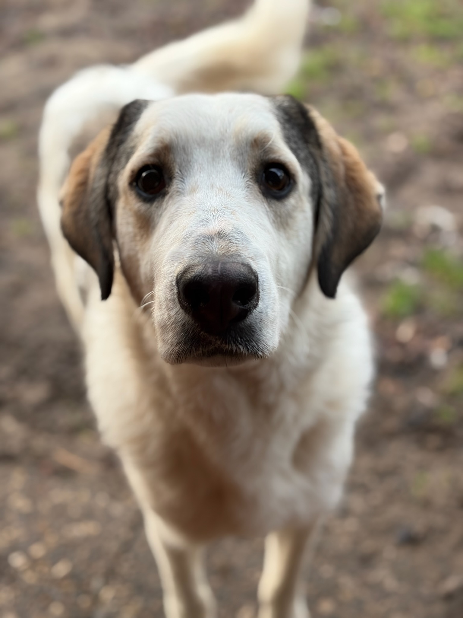 Leopold Zorro Dogsavior Dez25 3