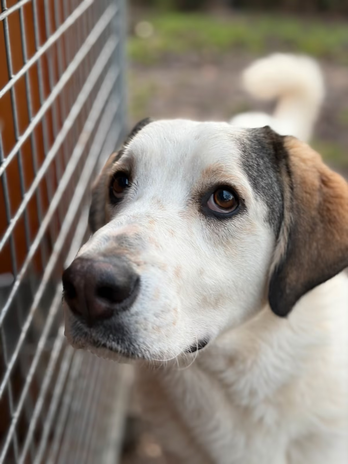 Leopold Zorro Dogsavior Dez25 4