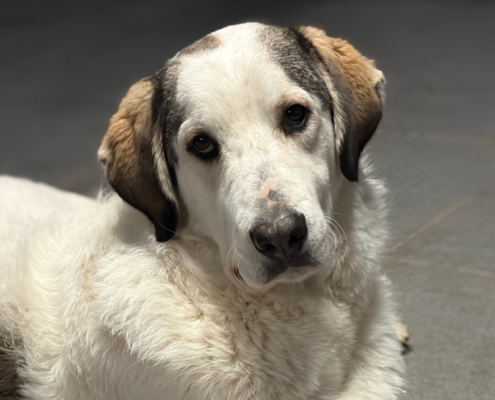 Leopold Zorro Dogsavior Dez25 Beitragsbild