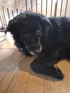 Lilith Zorro Dogsavior Nov25 1