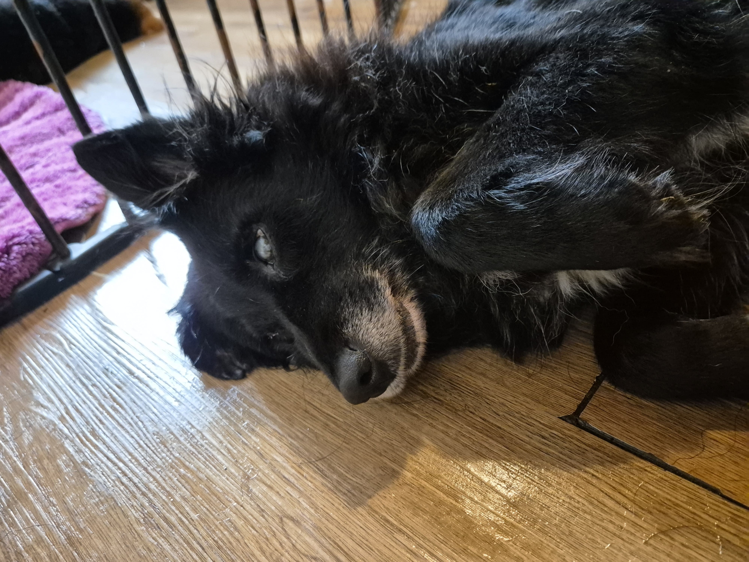 Lilith Zorro Dogsavior Nov25 2