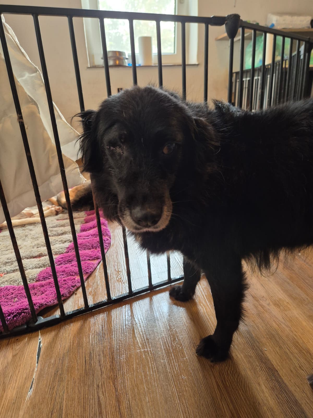 Lilith Zorro Dogsavior Nov25 3