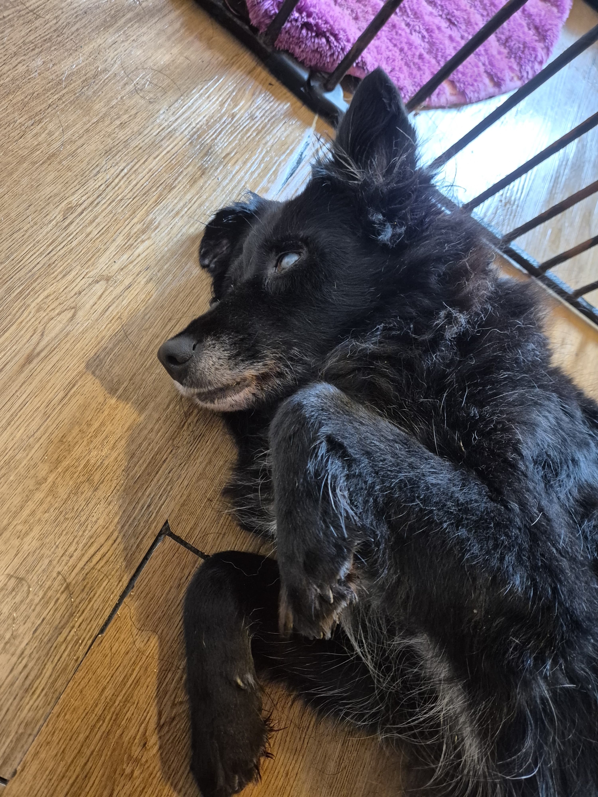 Lilith Zorro Dogsavior Nov25 4