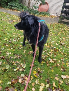 Lilith Zorro Dogsavior Okt25 1