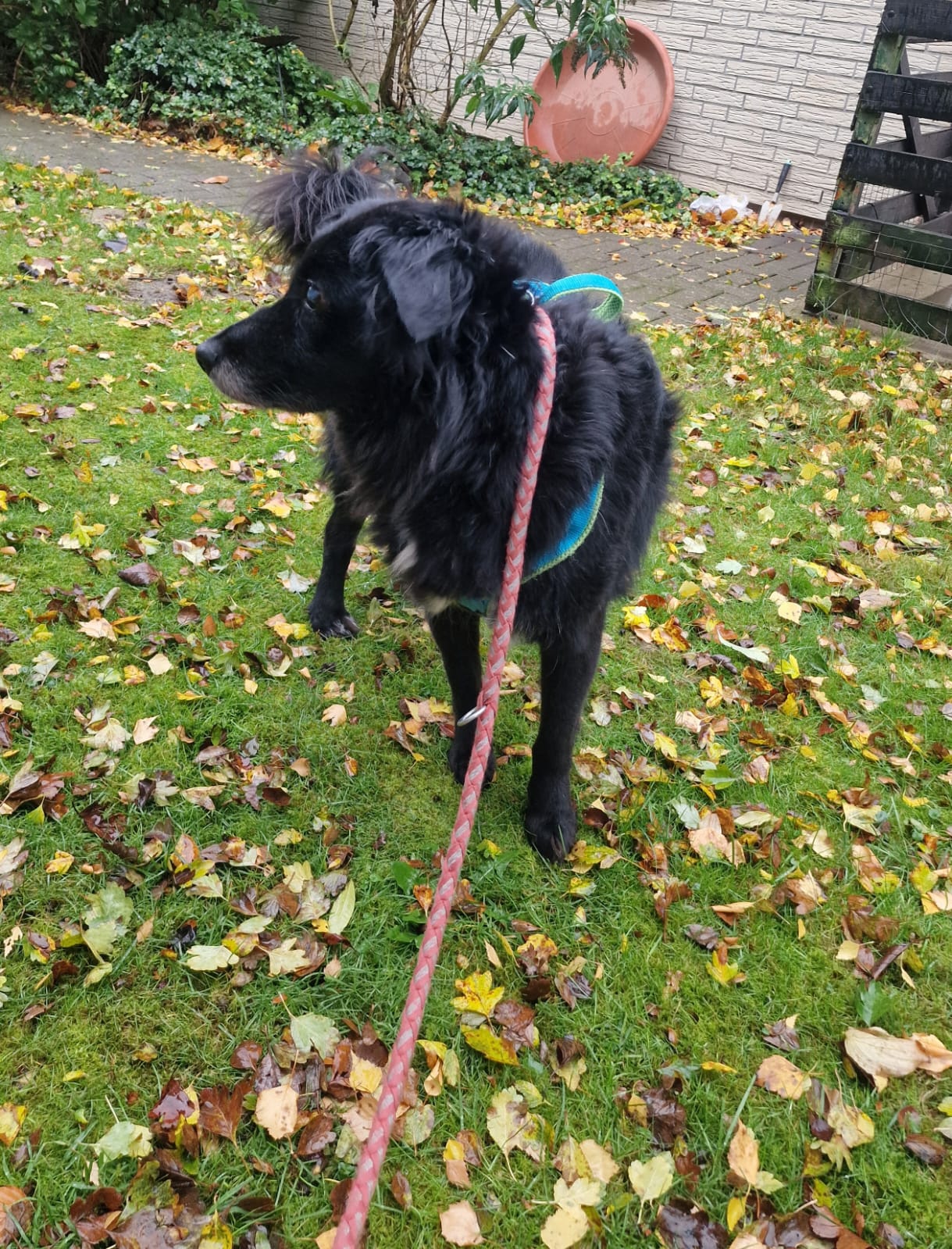 Lilith Zorro Dogsavior Okt25 1 Lilith Zorro Dogsavior Okt25 1