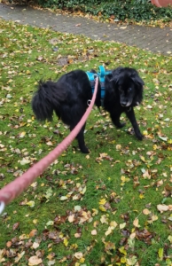 Lilith Zorro Dogsavior Okt25 2