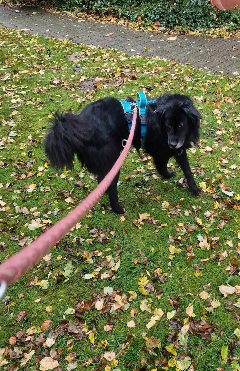 Lilith Zorro Dogsavior Okt25 2 Lilith Zorro Dogsavior Okt25 2