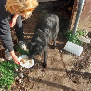 Lilith Zorro Dogsavior Okt25 4