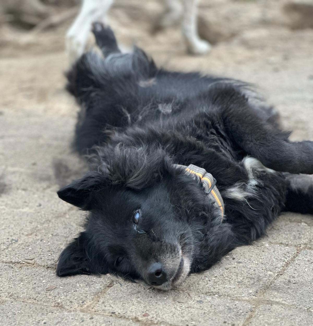 Lilith Zorro Dogsavior Okt25 6