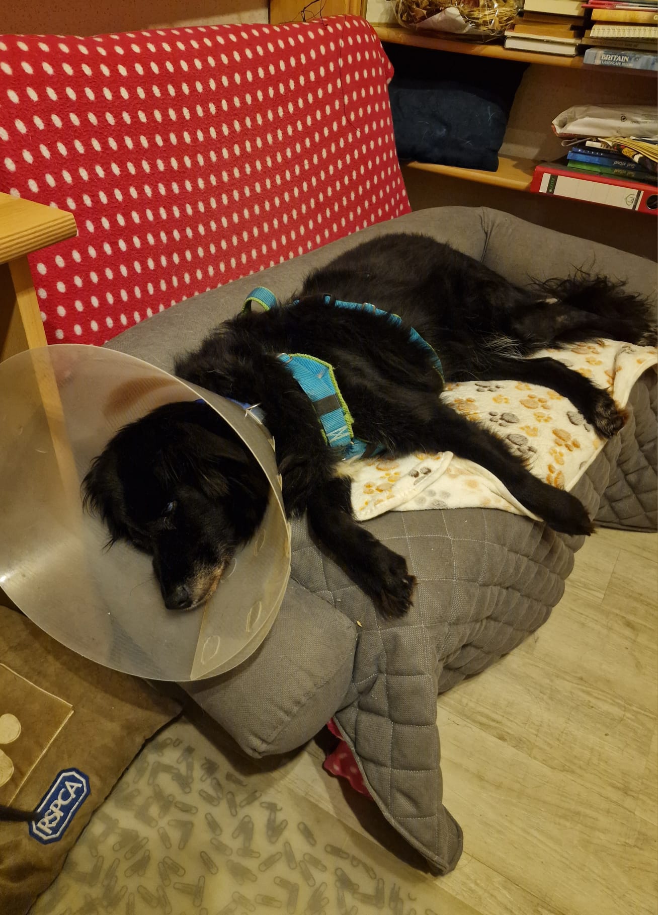 Lilith Zorro Dogsavior Okt25 6