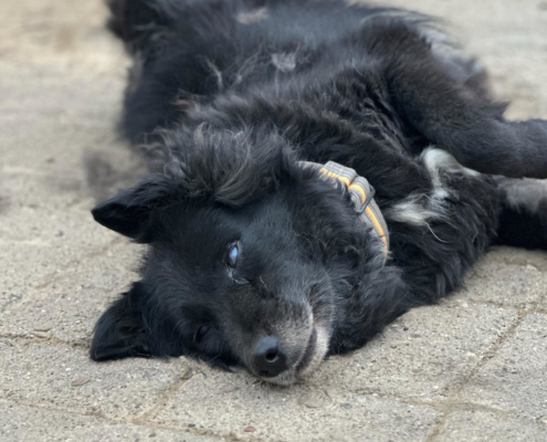 Lilith Zorro Dogsavior Okt25 Beitragsbild