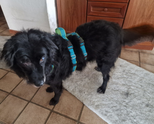 Lilith Zorro Dogsavior Okt25 Beitragsbild