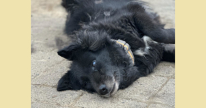 Lilith Zorro Dogsavior Okt25 Social Media