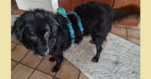 Lilith Zorro Dogsavior Okt25 SocialMedia