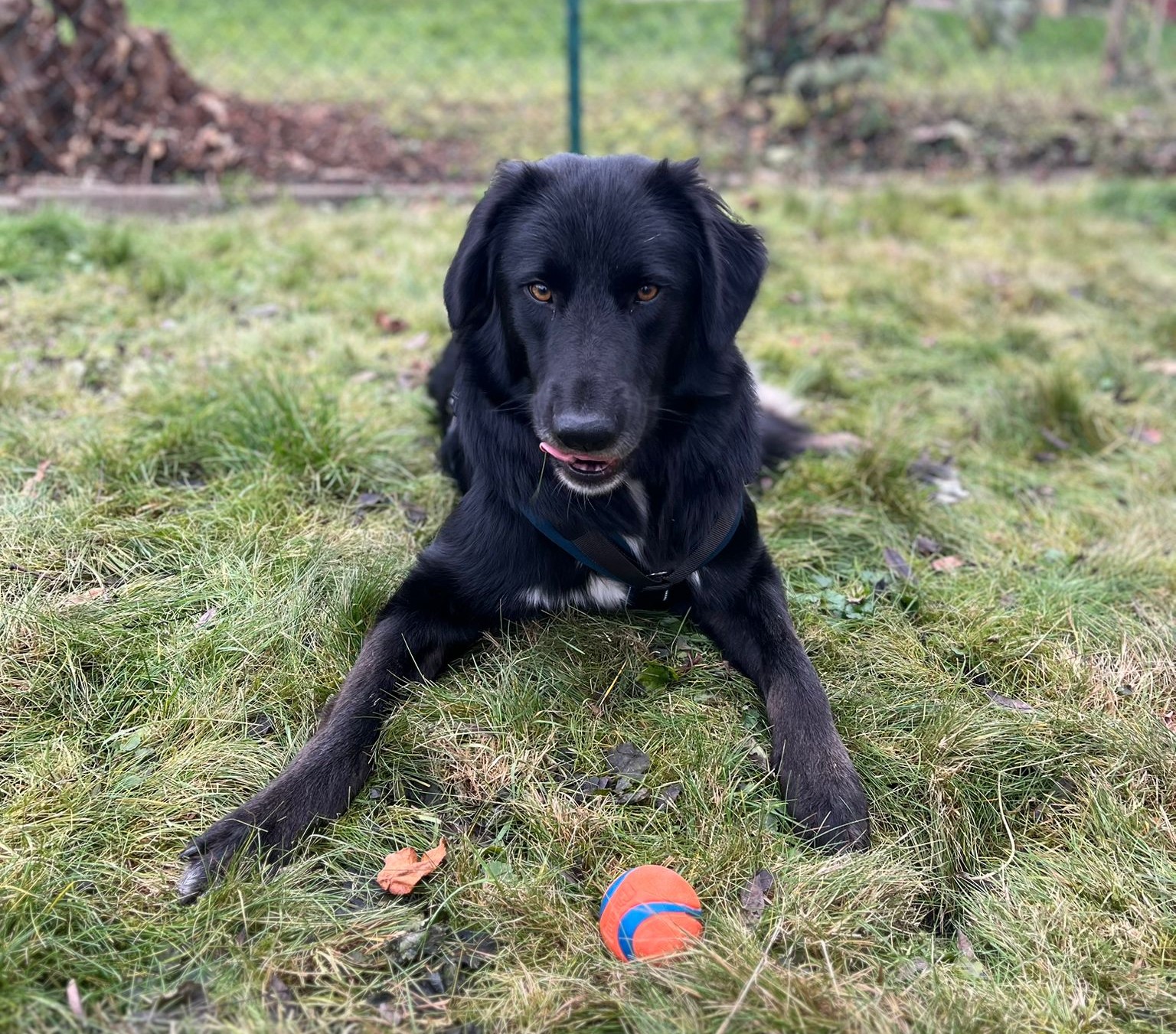 Rover Zorro Dogsavior Dez25 1