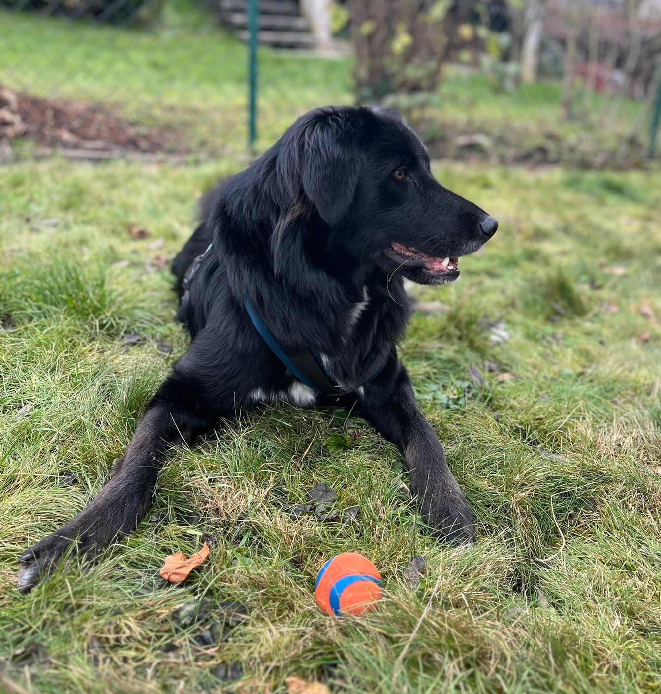 Rover Zorro Dogsavior Dez25 2