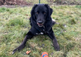 Rover Zorro Dogsavior Dez25 Beitragsbild