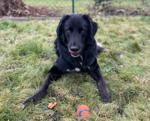 Rover Zorro Dogsavior Dez25 Beitragsbild