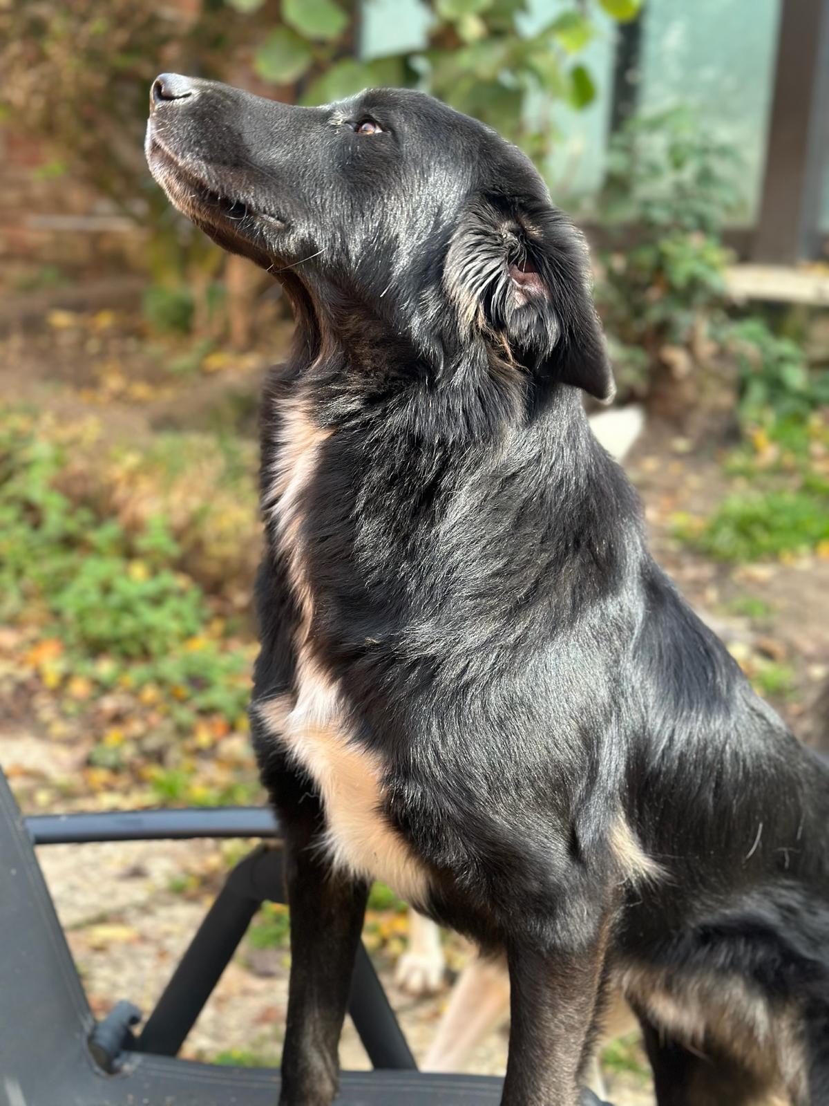 Rover Zorro Dogsavior Nov25 1