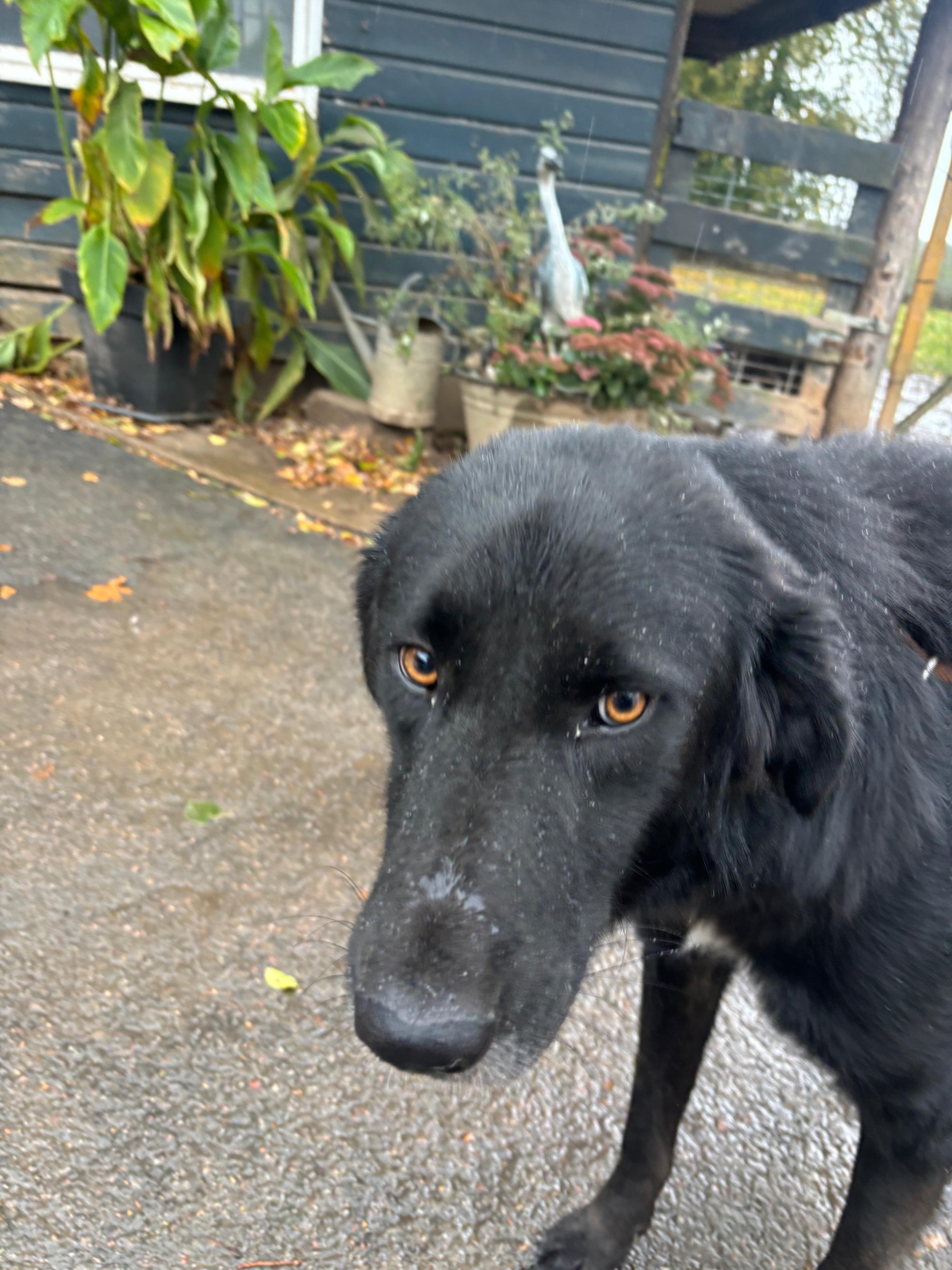 Rover Zorro Dogsavior Nov25 6