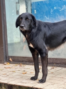 Rover Zorro Dogsavior Nov25 2