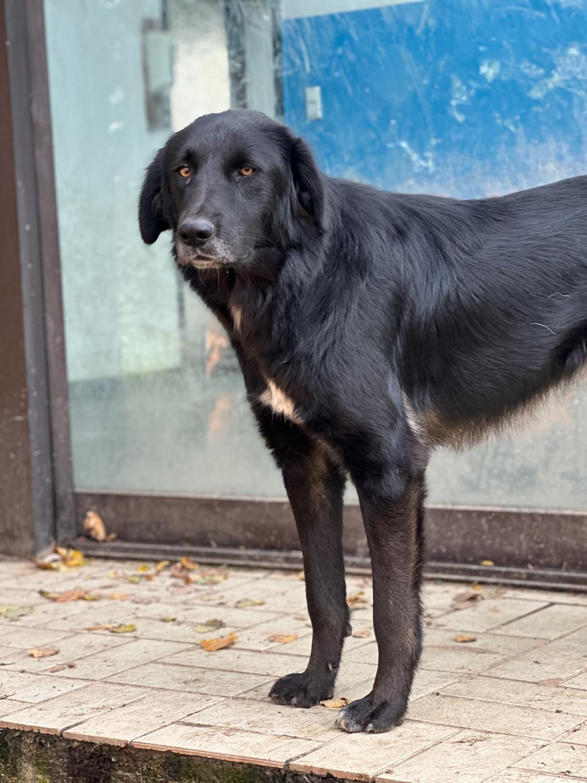 Rover Zorro Dogsavior Nov25 2