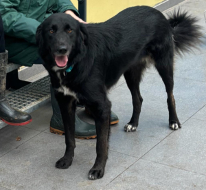 Rover Zorro Dogsavior Nov25 4