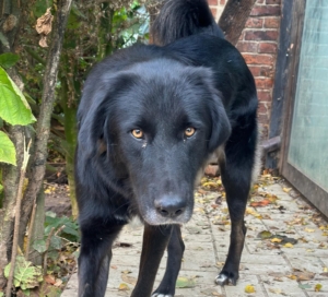 Rover Zorro ,Dogsavior Nov25 3