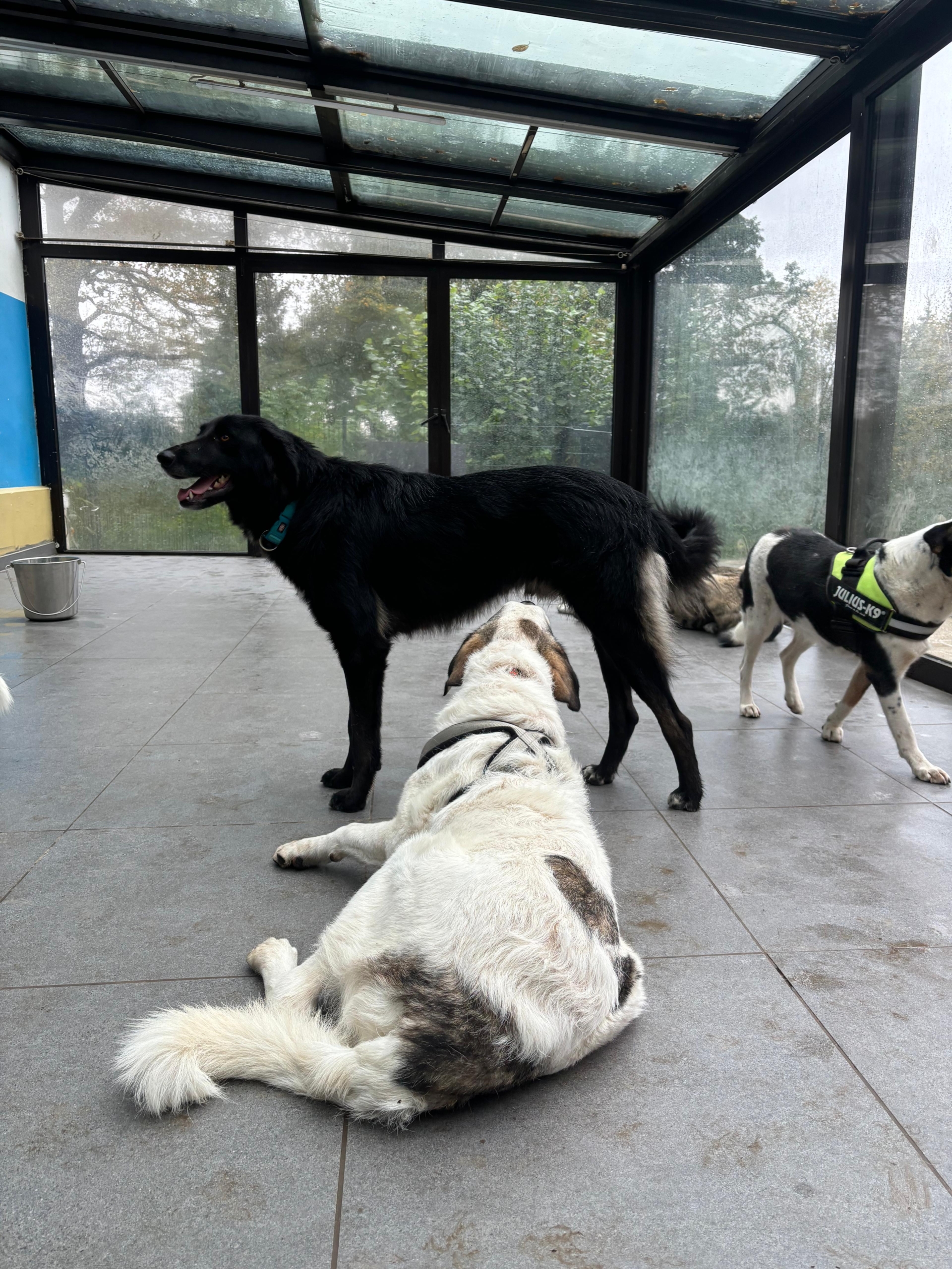 Rover Zorro Dogsavior Nov25 5